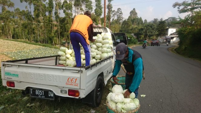
					Petani Mengeluh,Harga Sayur Mayur di Pangalengan Bandung Anjlok 80 Persen