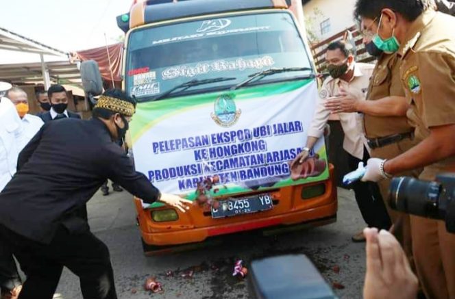 
					Kabupaten Bandung Ekspor 30 Ton Ubi Jalar Ke Hongkong