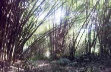 50 Hektar Hutan Bambu di Subang Kondisinya Kurang Baik