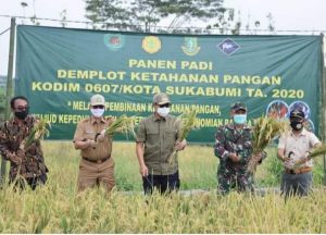 Walikota Sukabumi, Panen Padi Demplot Ketahanan Pangan Masa Pandemi
