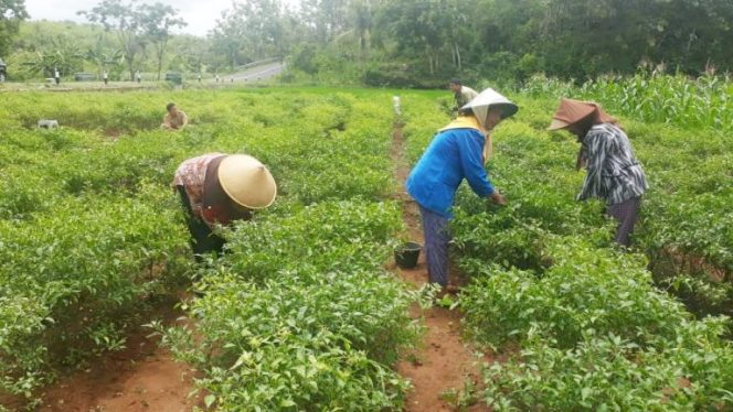 
					Jaga Stabilitas Harga, Disperindag Jatim Kunjungi Sentra Produksi Cabai di Kediri