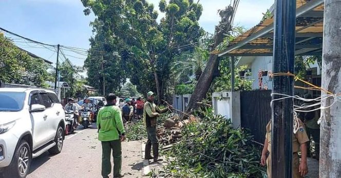 
					Sudin Pertamanan Jaksel, Siagakan 14 Tim Pantau Pohon Tumbang