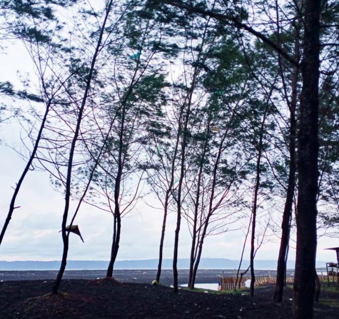 
					Obwis Pantai Cemara Jember Jadi Obyek Penelitian