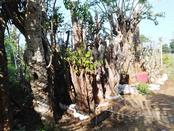 
					Hebat, Pohon Bonsai Karangwangi Cidaun Cianjur Tembus Pasar Singapura