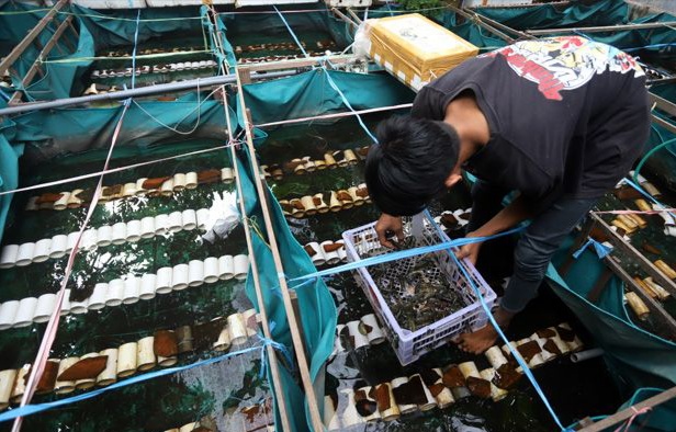 Ratusan Orang di Jakarta Ikut Webinar Peluang Usaha Lobster Air Tawar Perkotaan