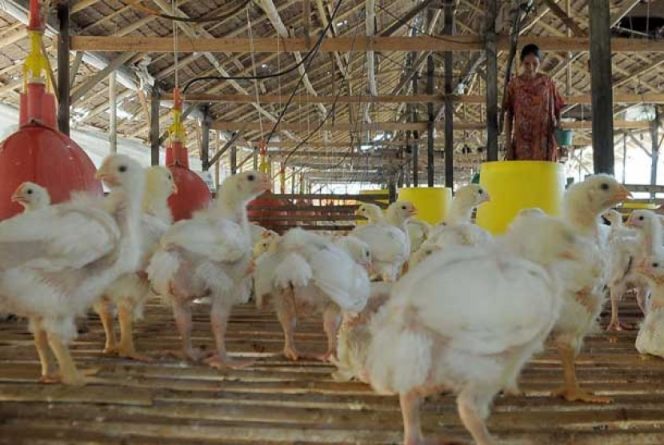 
					Upaya Kementan Menjaga Stabilitas Ayam Ras Petelur