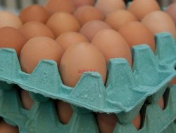 Strategi Kementan dalam Stabilisasi Harga Telur Ayam Ras