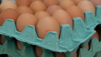 Strategi Kementan dalam Stabilisasi Harga Telur Ayam Ras