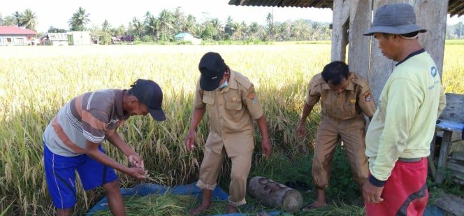 
					Kementan Dorong Transformasi Sistem Pertanian, Panen di Sulteng Meningkat Dua Kali Lipat