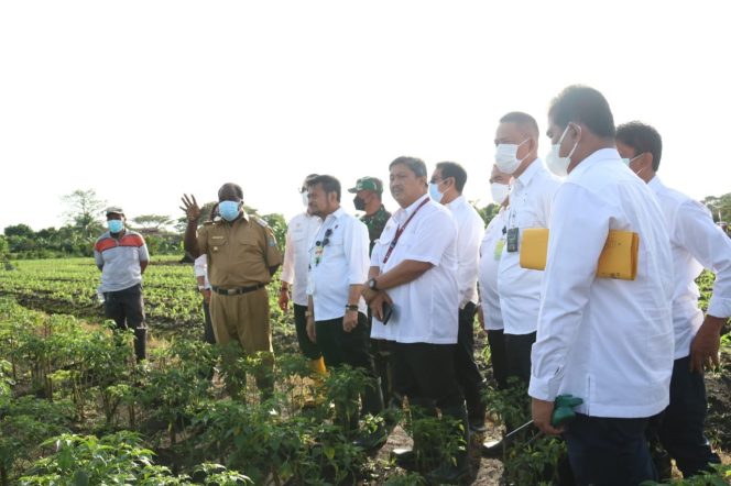 
					Kementan Siapkan Ribuan Benih Pisang Untuk Papua Barat