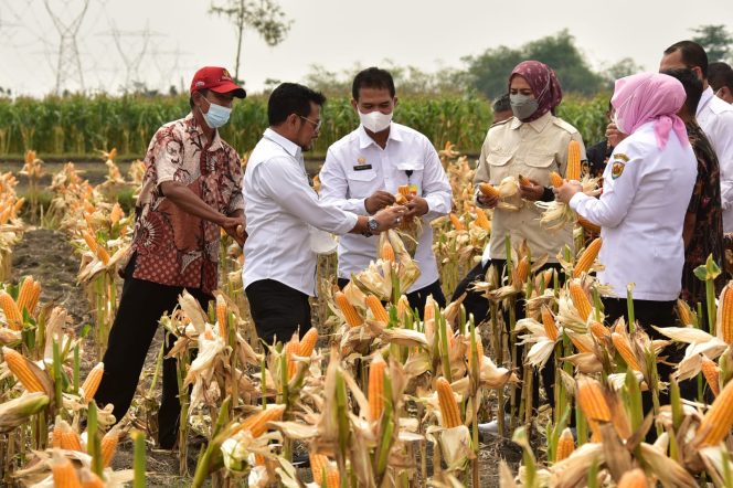 
					Panen Masih Berlangsung, Grobogan Siap Penuhi Kuota Jagung 30 Ribu Ton