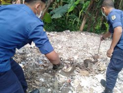 Personil Damkar Depok saat mengevakuasi seekor ular sanca di pemukiman warga. (Foto : istimewa).