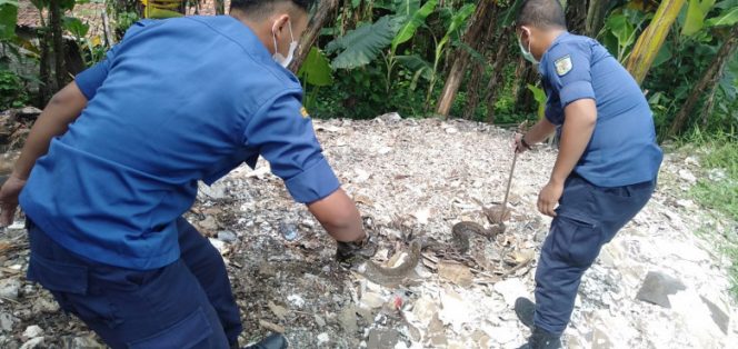 
					Personil Damkar Depok saat mengevakuasi seekor ular sanca di pemukiman warga. (Foto : istimewa).