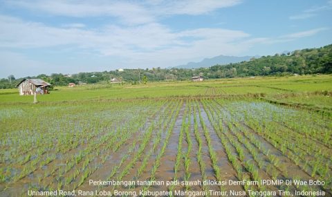 Kegiatan Demfarm Bantu Petani NTT Tingkatkan Produktivitas