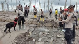 Unit Satwa K-9 Mabes Polri dan Polda Jatim yang dilibatkan dalam pencarian korban APG Semeru