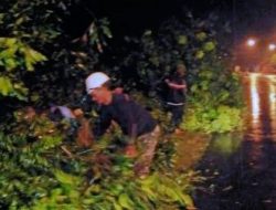 Petugas UPT PJJ Mojokerto melakukan penanganan pohon tumbang di ruas Jalan Pulorejo - bts Kab. Kediri (Pare) link. 170 km. 17+300 - 19+400, di Desa Sumberejo, Jombok Kabupaten Jombang.
