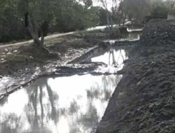 Tanaman mangrove lenyap dirusak sekelompok orang tak dikenal