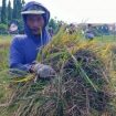 Kelompok Tani Subur Kedurus Kecamatan Karangpilang, Kota Surabaya, berhasil memanen beras merah di lahan seluas 1.500 meter persegi. Jum'at (14/1/2022).