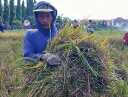 Kelompok Tani Subur  Kedurus Kecamatan Karangpilang, Kota Surabaya, berhasil memanen beras merah di lahan seluas 1.500 meter persegi. Jum'at (14/1/2022).