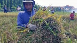 Kelompok Tani Subur Kedurus Kecamatan Karangpilang, Kota Surabaya, berhasil memanen beras merah di lahan seluas 1.500 meter persegi. Jum'at (14/1/2022).