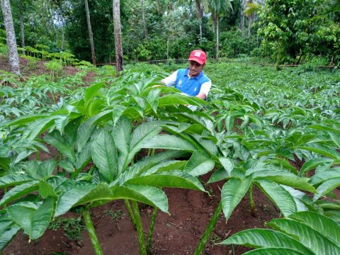 Pemerintah Siapkan Bantuan Bibit Porang Bagi Petani Tabalong