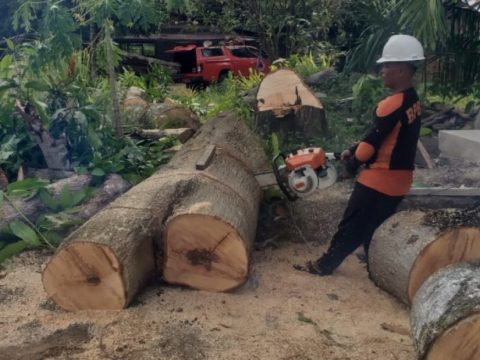 Berpotensi Tumbang, BPBD Agam Tebang Pohon di Wilayah Salareh Aia
