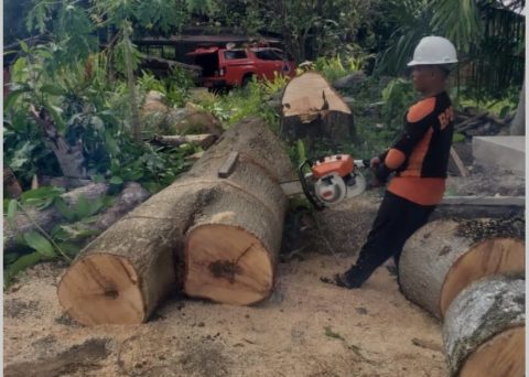 Berpotensi Tumbang, BPBD Agam Tebang Pohon di Wilayah Salareh Aia