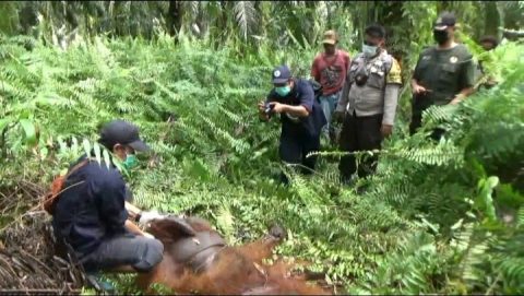 TRRC BKSDA dan OFI Kalteng Berhasil Evakuasi Orangutan dengan Bobot 83 Kg