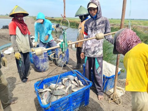 Miliki Potensi Ikan Terbesar Di Jawa Barat, Indramayu Punya Kampung Perikanan Budidaya