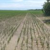 Lahan pertanian Kecamatan Batujaya