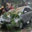 Satu unit mobil Toyota avanza ringsek akibat tertimpa pohon tumbang di jalan Ahmad Yani Sidoarjo.Sabtu (19/3/2022).