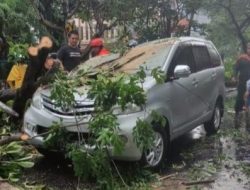 Satu unit mobil Toyota avanza ringsek akibat tertimpa pohon tumbang di jalan Ahmad Yani Sidoarjo.Sabtu (19/3/2022).