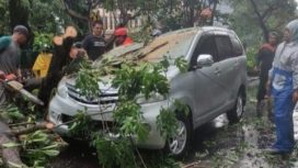 Satu unit mobil Toyota avanza ringsek akibat tertimpa pohon tumbang di jalan Ahmad Yani Sidoarjo.Sabtu (19/3/2022).