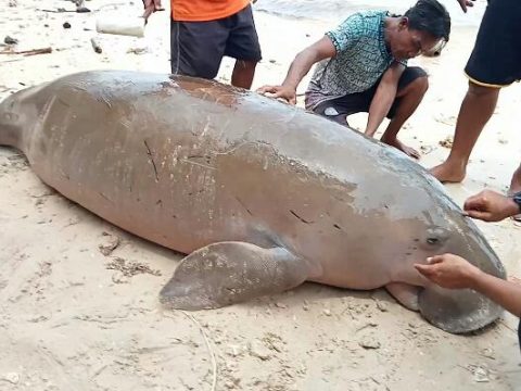 Dugong Sepanjang 3 Meter Ditemukan Mati di Perairan Morotai