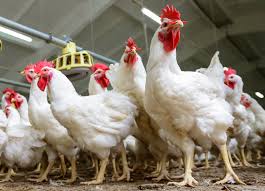 Penuhi Kebutuhan, Produksi Ayam Ras Kalteng Ditambah Selama Ramadan