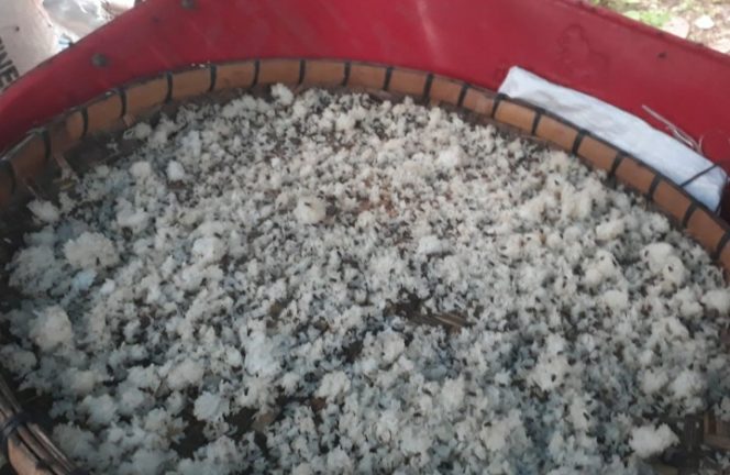 
					Warga Dusun Pulorejo Desa Menampu Sangat Resah Dengan Banyak nya Lalat Di Rumah Mereka