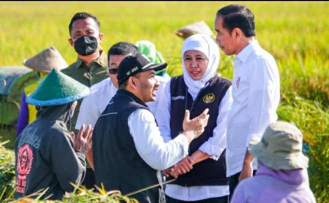 Panen Raya Bersama Presiden Jokowi di Ngawi, Gubernur Khofifah Komitmen Tingkatkan Produktivitas
