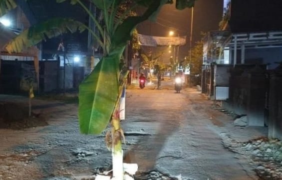 Pohon pisang di tanam oleh warga setempat di  jalan Keling Sukodono kabupaten Sidoarjo, Jawa Timur .