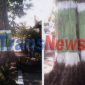 Pohon Akasia raksasa depan warga di ruas jalan Nasional Pasuruan - Probolinggo membahayakan lingkungan, Selasa (20/6)