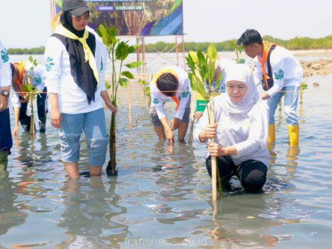 Gubernur Jawa Timur, Khofifah Indar Parawansa, melakukan penanaman 22.500 bibit mangrove dalam gelaran Festival Mangrove Ke-VI yang digelar Pemprov Jatim di Kabupaten Sumenep, Selasa (26/12/2023).