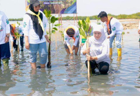 Gubernur Jawa Timur, Khofifah Indar Parawansa, melakukan penanaman 22.500 bibit mangrove dalam gelaran Festival Mangrove Ke-VI yang digelar Pemprov Jatim di Kabupaten Sumenep, Selasa (26/12/2023).