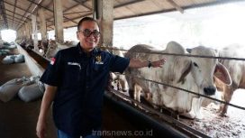 Diatas lahan seluas 14.5 hektare, melalui PT LSAJ, Arie Triyono ingin membangun peternakan sapi dan domba terintegrasi yang dikenal sebagai 