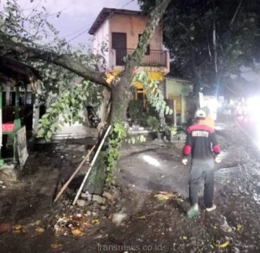 Pohon Tumbang Dibeberapa Wilayah Kota Depok, DLHK Kerahkan Satgas untuk Penanganan