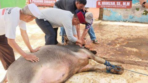 
					Tepati Nazar, Hamzah Potong Kerbau