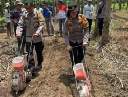 Kapolsek Ambulu AKP Latifa saat menggelar kegiatan penanam jagung