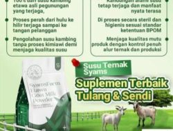 Ternak Syams Penghasil Susu Kambing Dengan Segudang Keunggulan