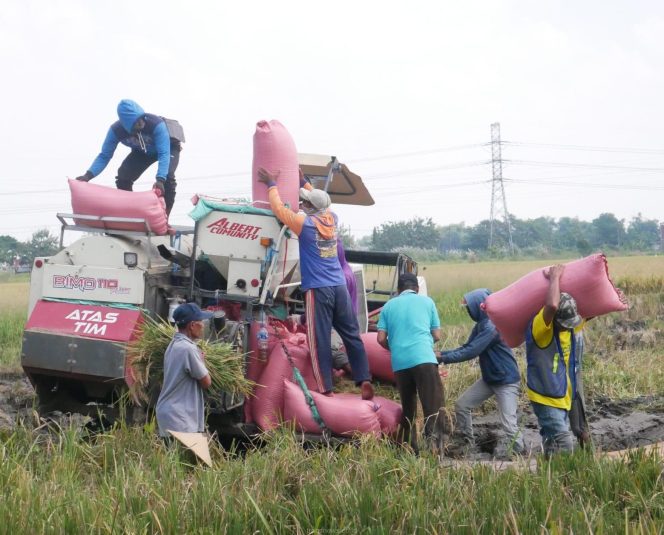 
					Pemkab Sidoarjo Ikuti Panen Raya Padi Serentak bersama Presiden di Desa Kemuning