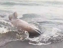 Ikan Hiu tutul saat terdampar di bibir pantai Kecamatan Gumukmas