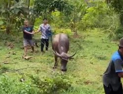 Seekor Kerbau di Jepara Kabur Ketika Hendak Dikurbankan