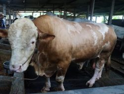 Kabupaten Sidoarjo Terima Satu Ekor Sapi Seberat 1,08 Ton dari Presiden Prabowo Subianto